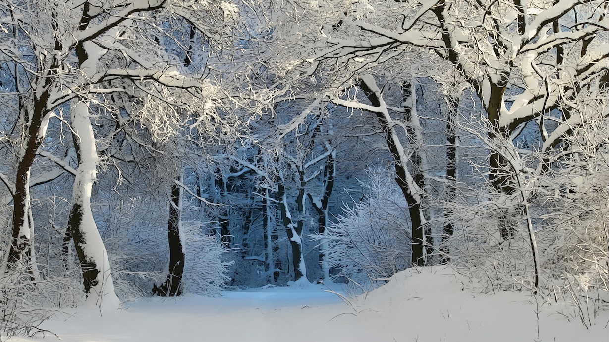 Winter Forest Scene - Snow-Covered Pine Trees Wall Art
