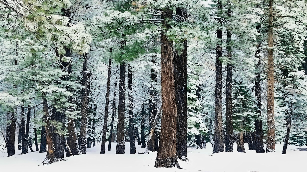 Towering Pine Grove - Majestic Evergreen Stand Wall Art