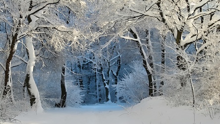 Winter Forest Scene