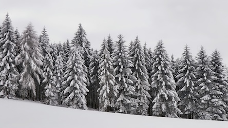 Winter Pine Forest