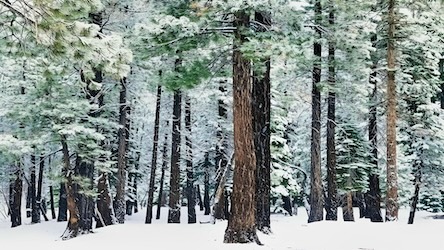 Towering Pine Grove