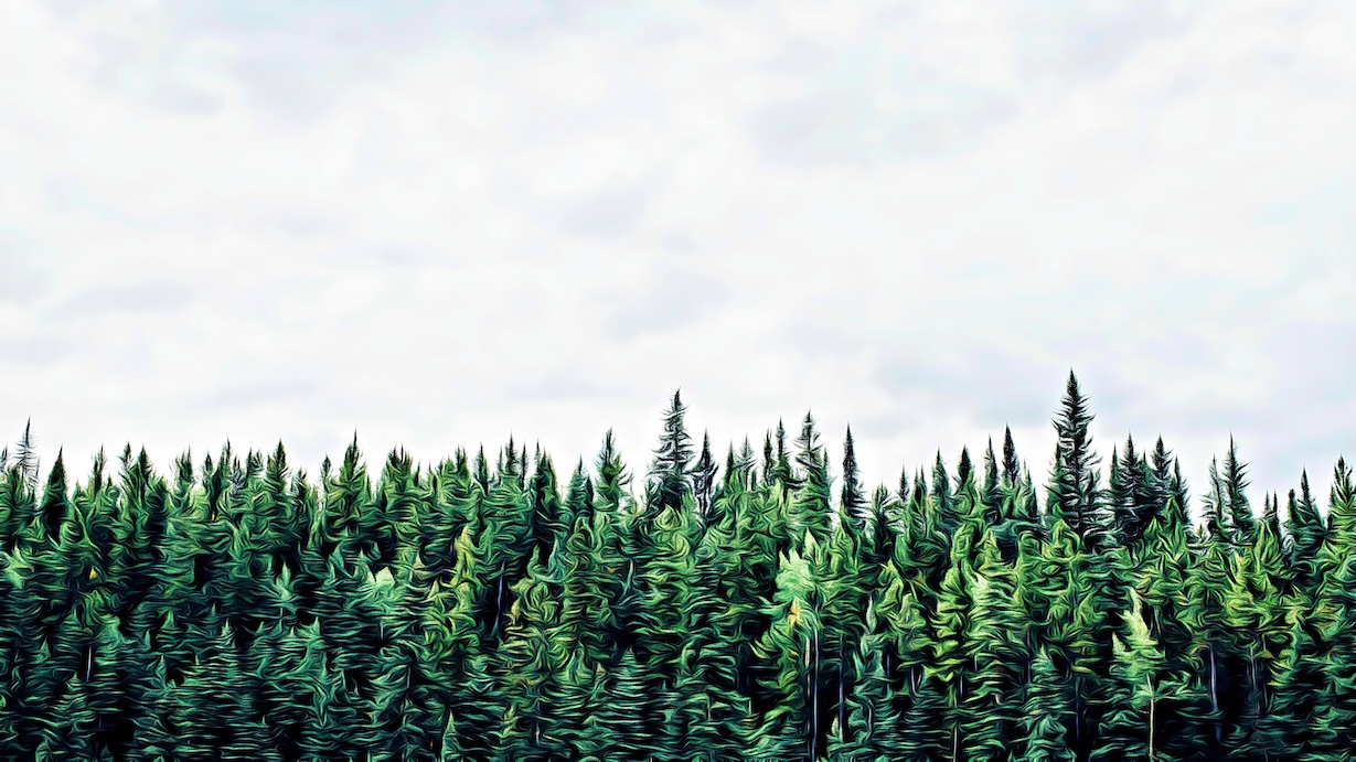 Green Forest - Nature Artist Wall Art