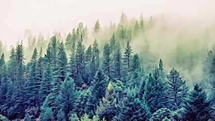Forest Morning Mist