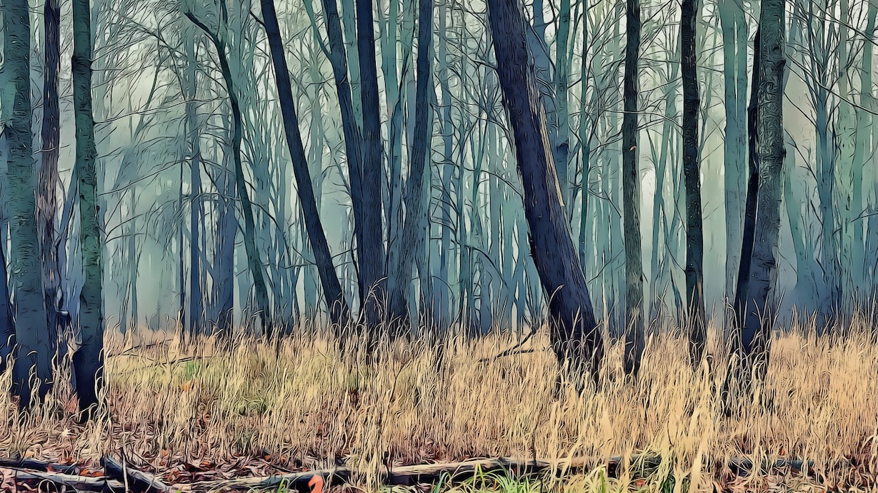 Forest Trees Landscape by Landscape Artist - Best Seller Art