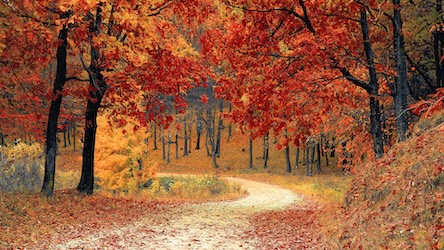 Fall Trail by Nature Artist - Best Seller Art