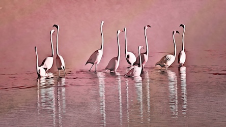 Flamingos by Wildlife Artist - Best Seller Art