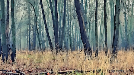 Forest Trees Landscape by Landscape Artist - Best Seller Art