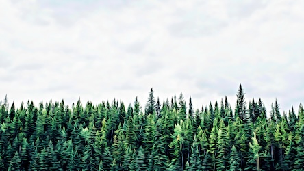 Green Forest by Nature Artist - Best Seller Art
