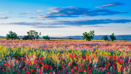 Poppy Field by Impressionist Artist - Best Seller Art