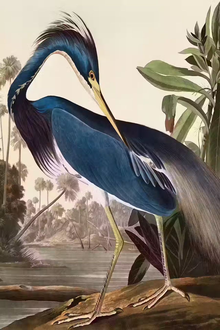 , 2 Herons Tropical Birds Wildlife