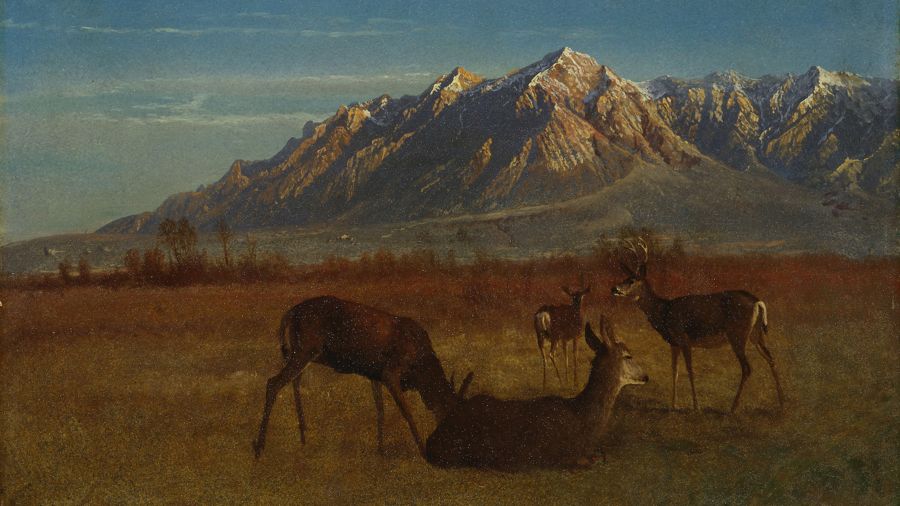 Deer in a Mountain Home