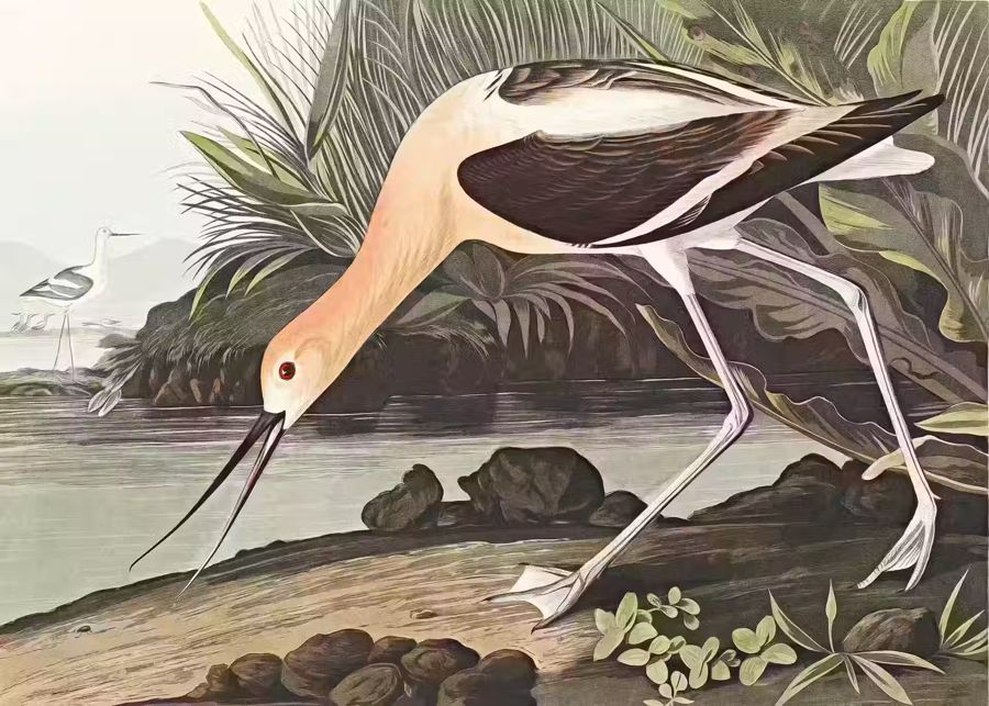 American Avocet Exotic Bird Wildlife