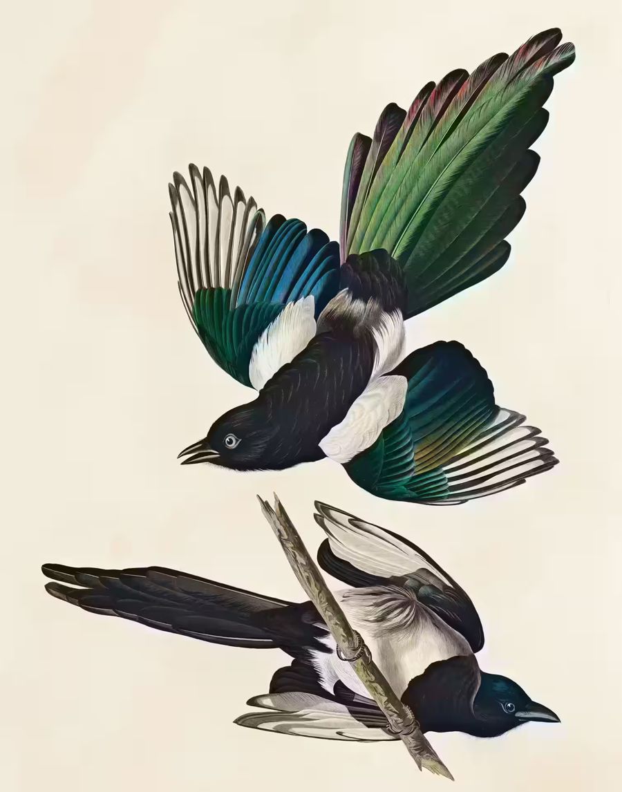 , American Magpie Bird Wildlife Nature
