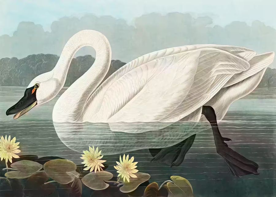 , American Swan Tropical Bird Wildlife