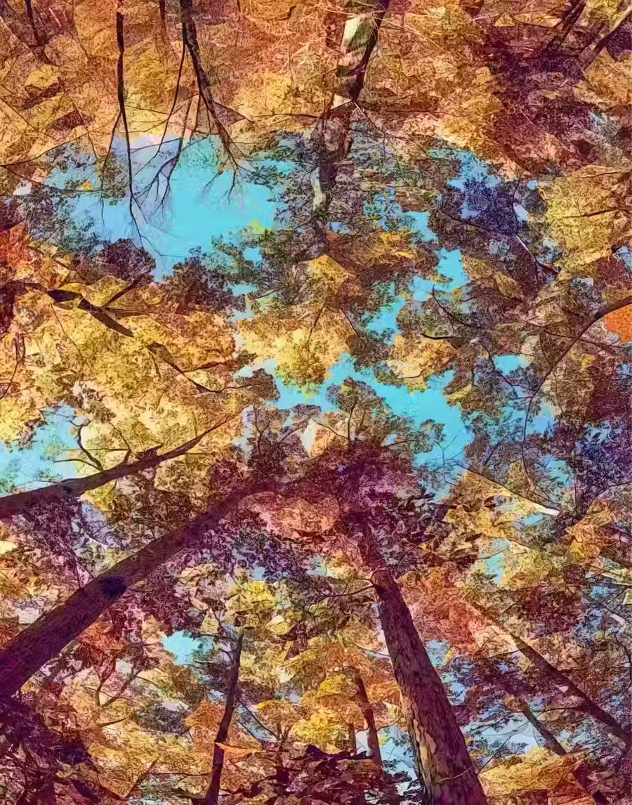 , Autumn Forest Canopy Fall Trees