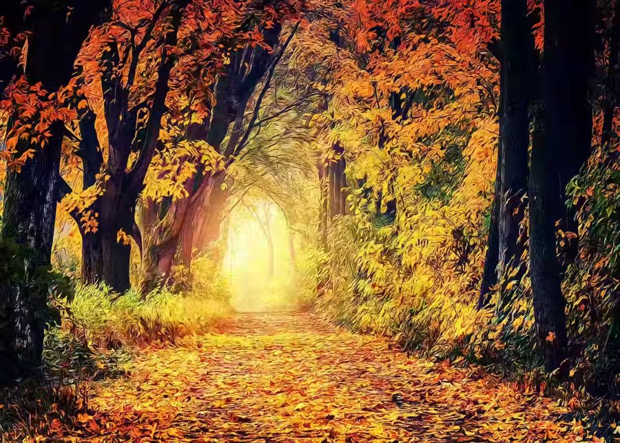 , Autumn Forest View Landscape Fall