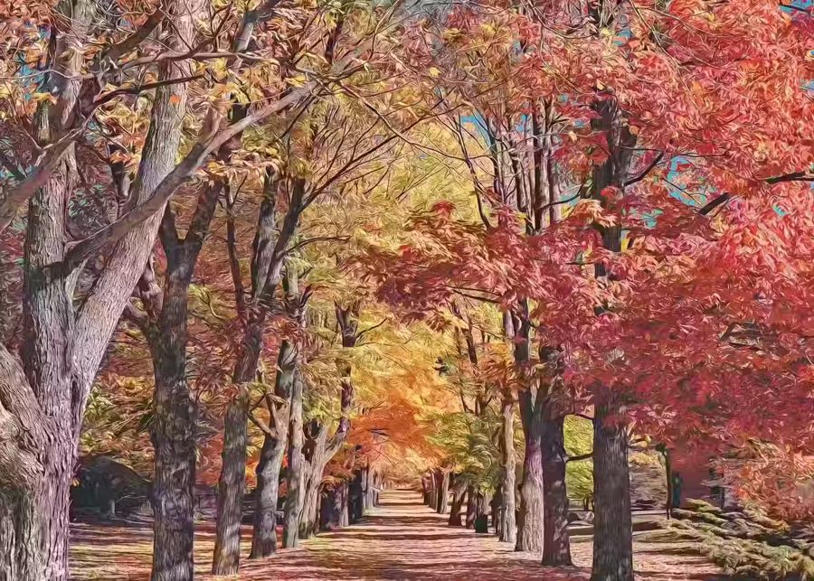 , Autumn Landscape Forest Trail Fall