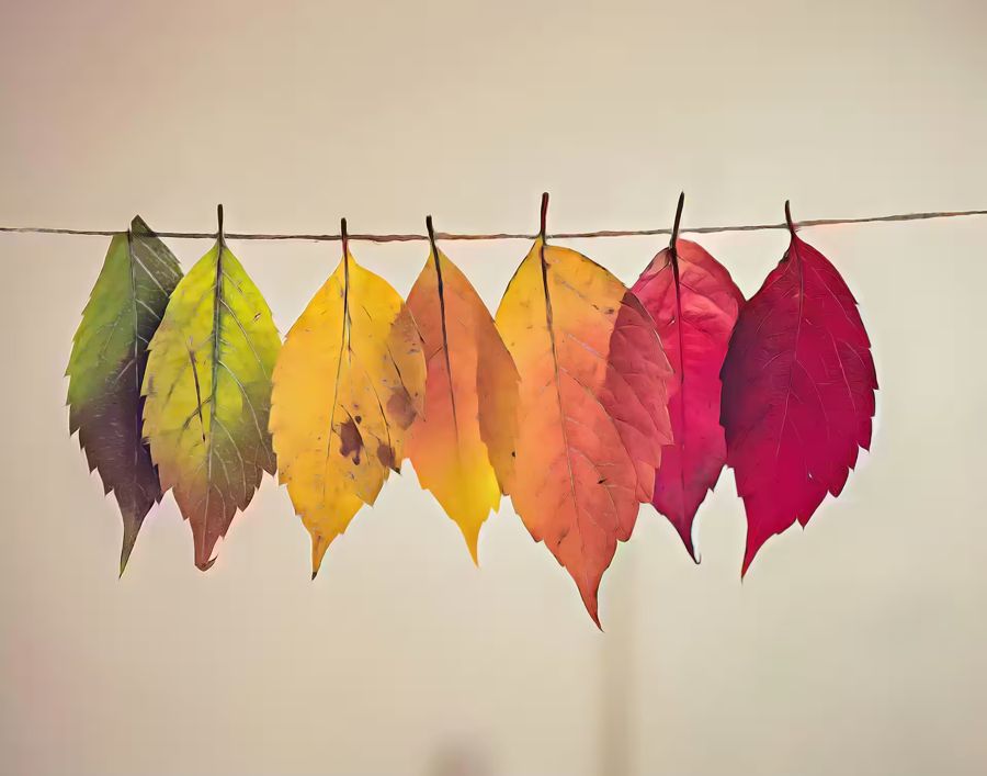 , Autumn Leaves Fall Nature Home