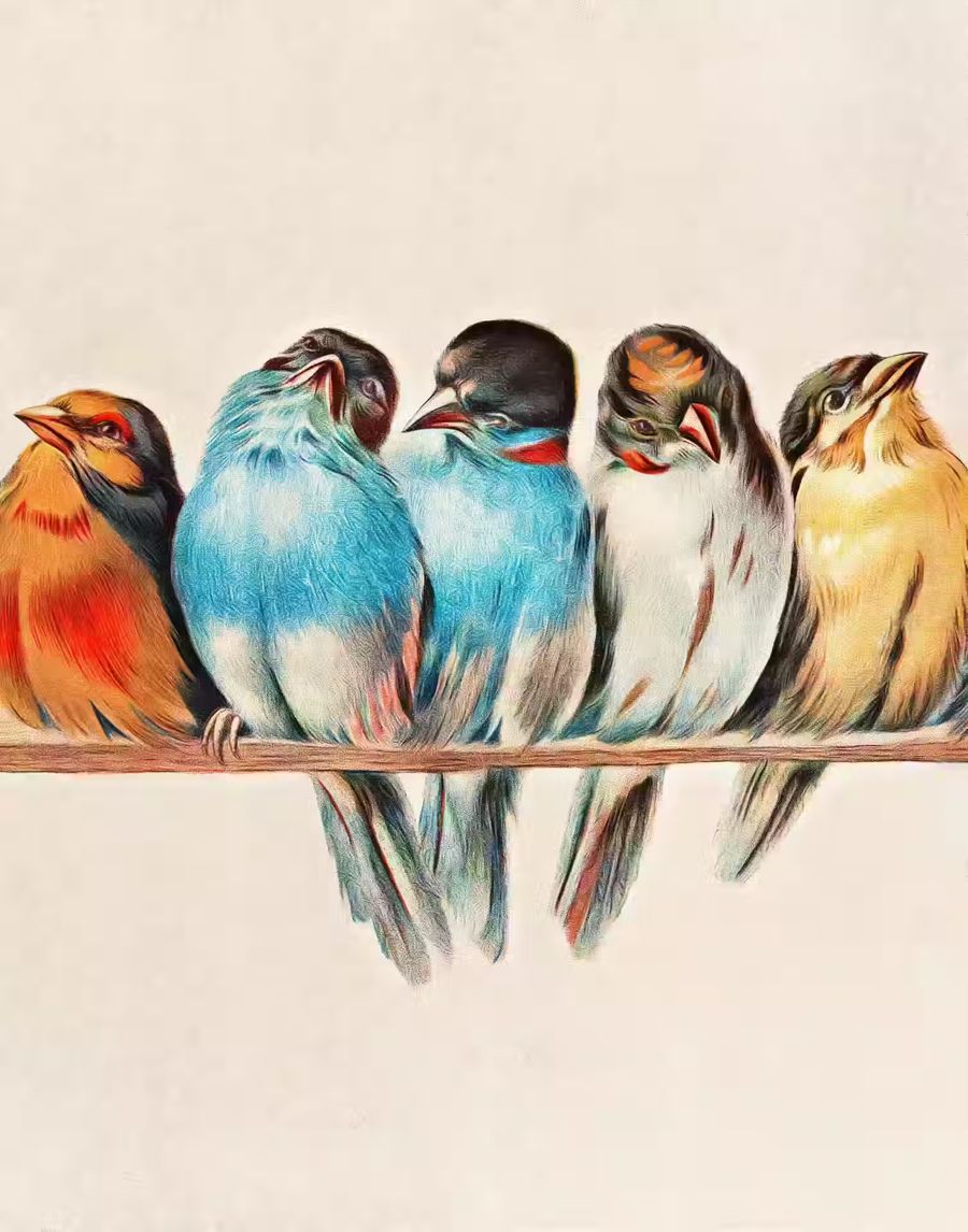 , Bird Birds Perched Branch Birds