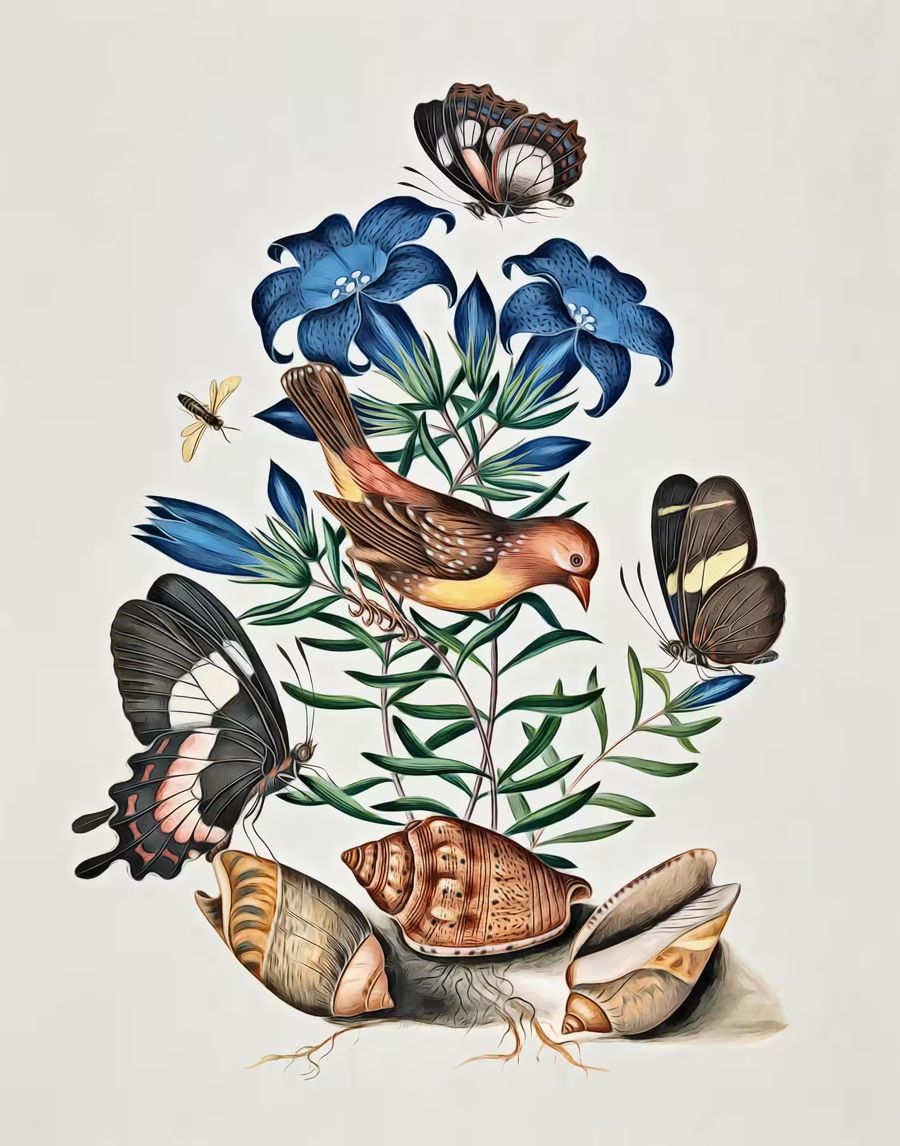 , Bird Butterfly Flowers Shells Butterfly