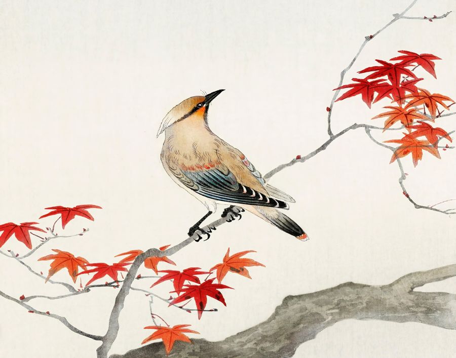 Bird Maple Tree Japanese