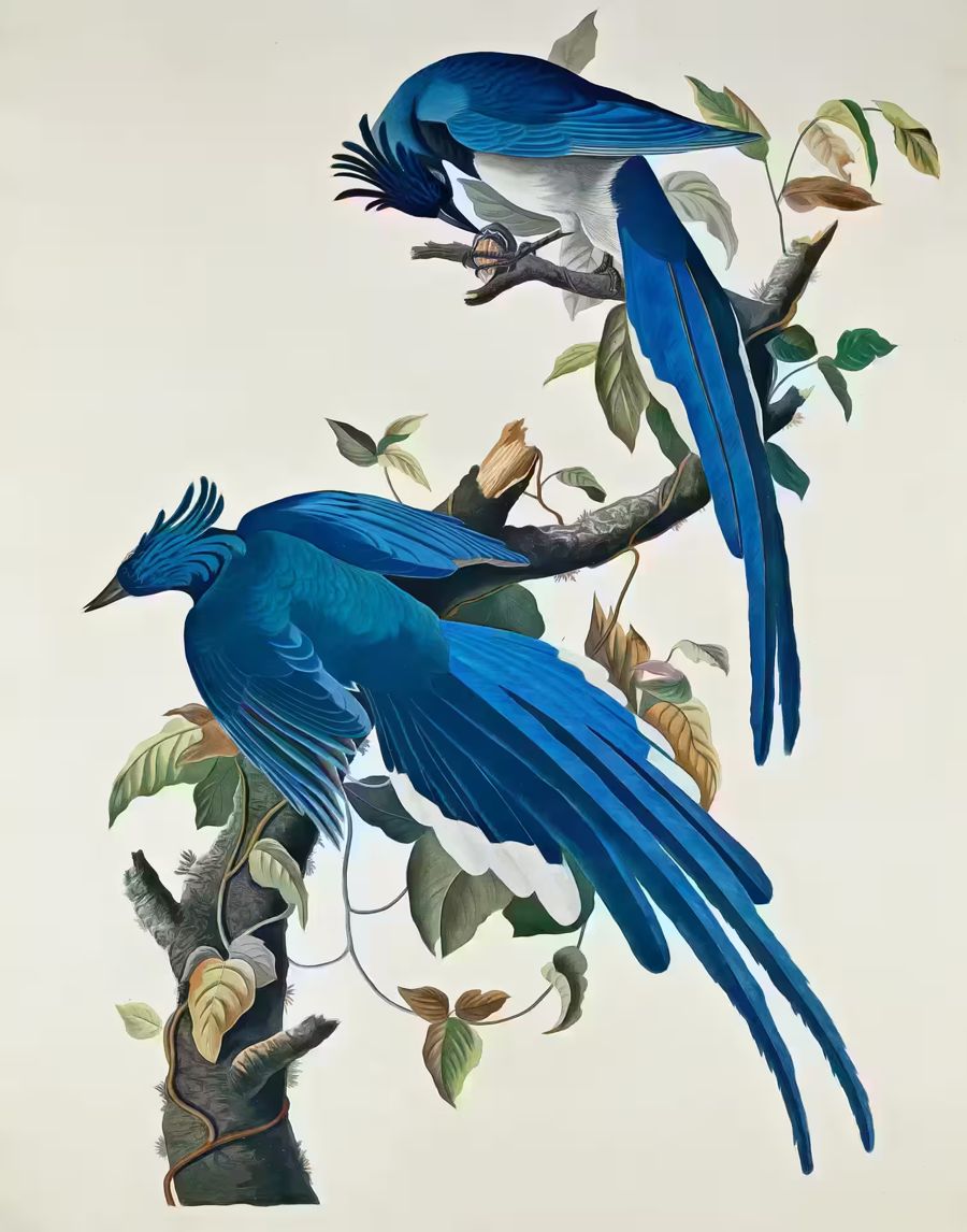 , Birds Blue Jays Branch Bird