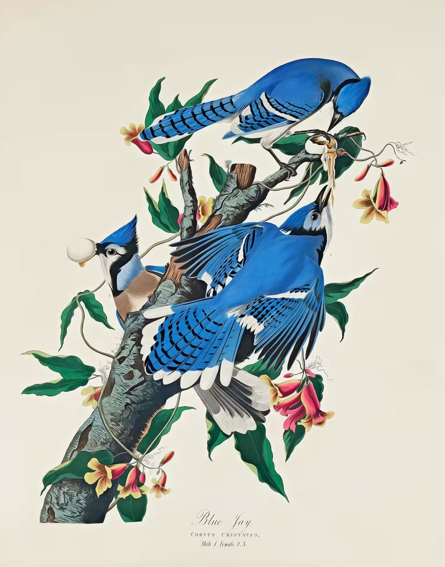 , Birds Blue Jays Branch Flowers