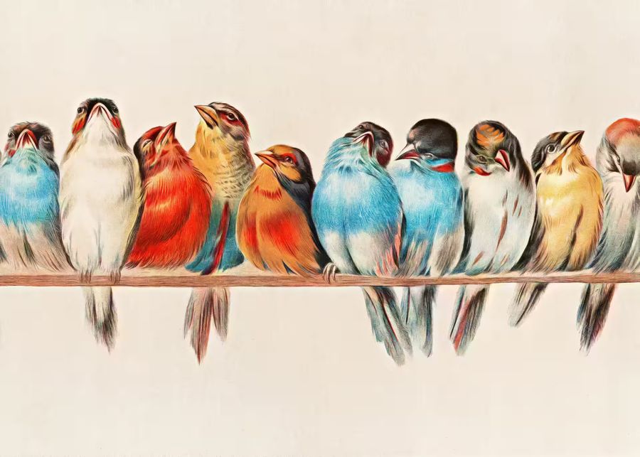 , Birds Perched Branch Bird Birds