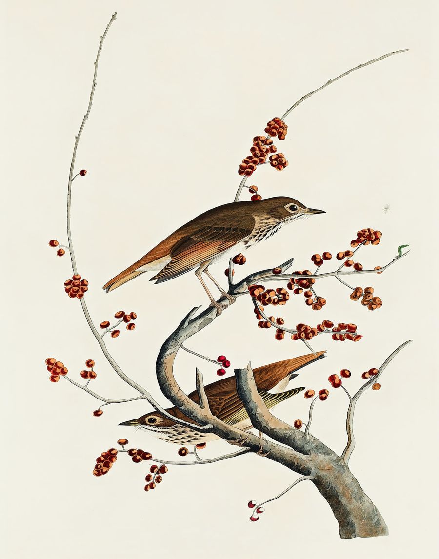 , Birds Perched Tree Branch Bird