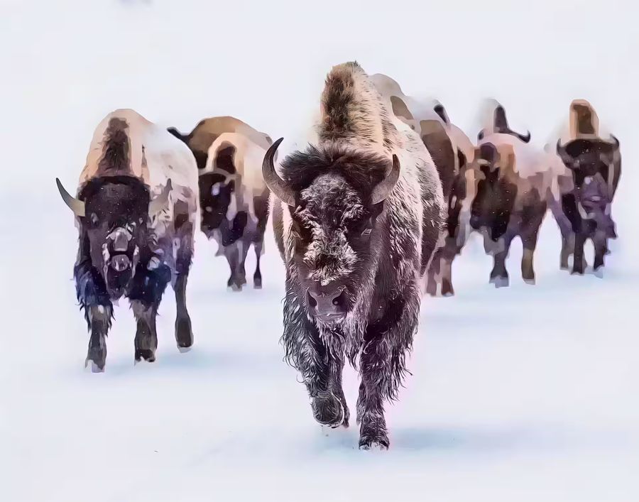 , Bison Buffalo Nature Animal Bison