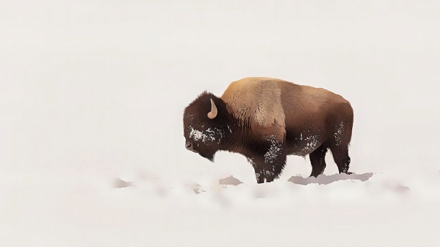 , Bison in Snow