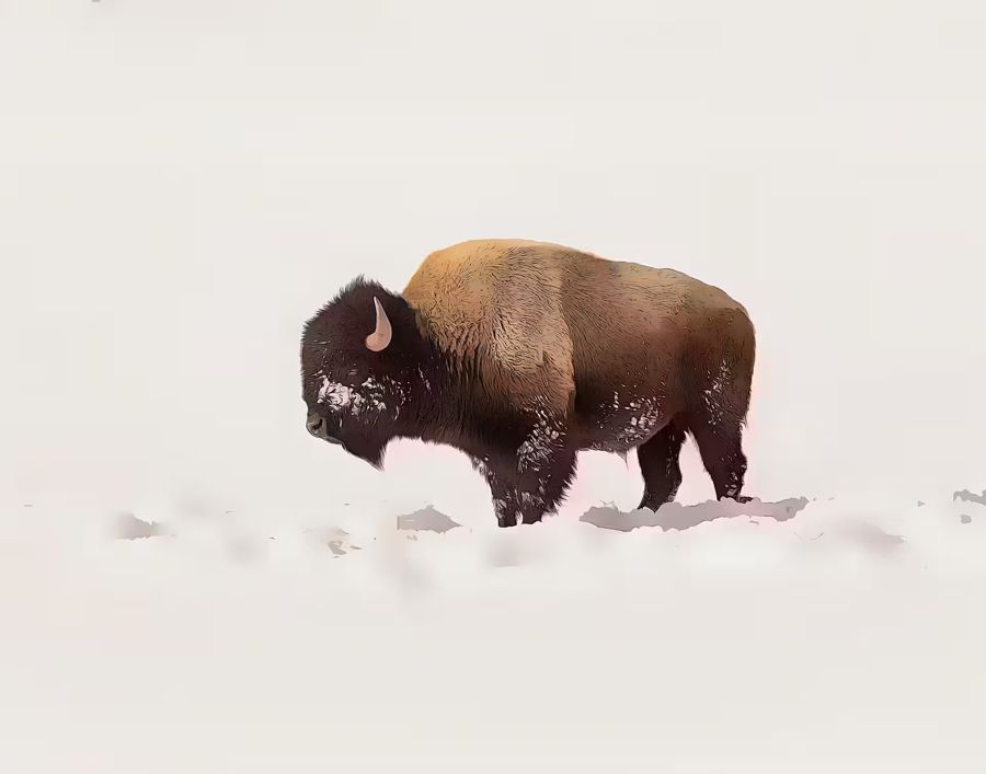 Bison Snow Buffalo Winter Animal