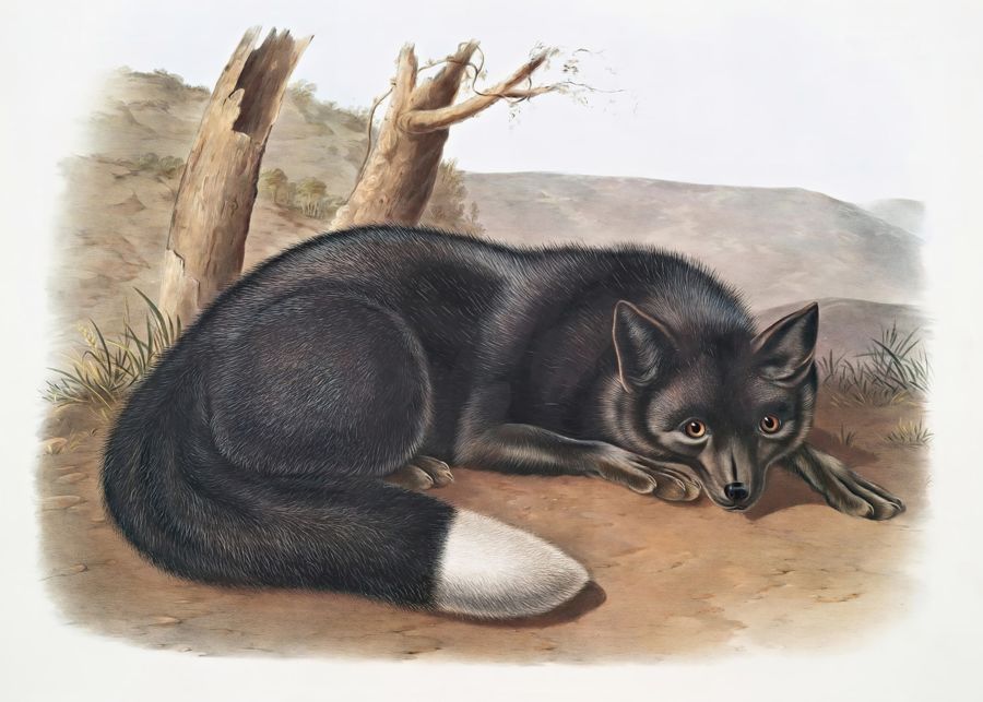 , Black Fox Animal Woodland Forest