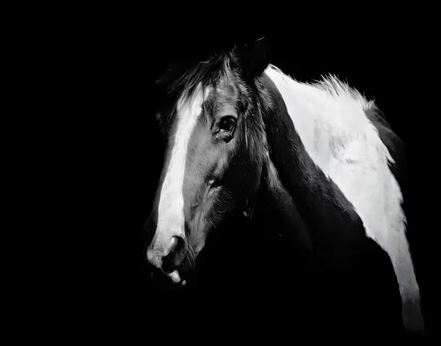 , Black White Horse Photography Horse