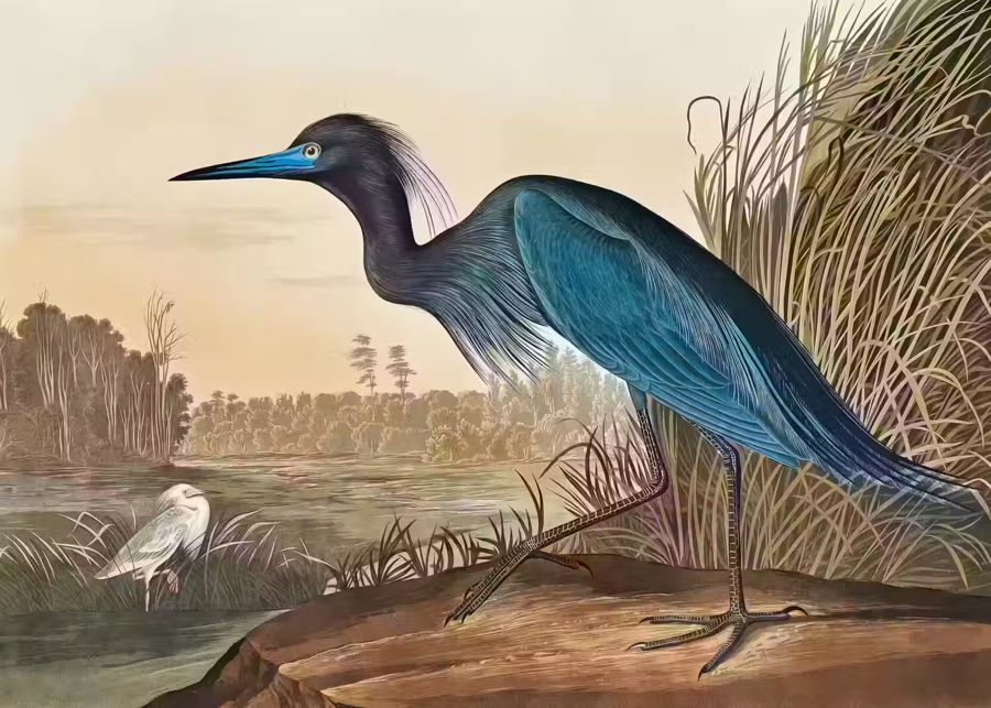 , Blue Heron Tropical Bird Wildlife