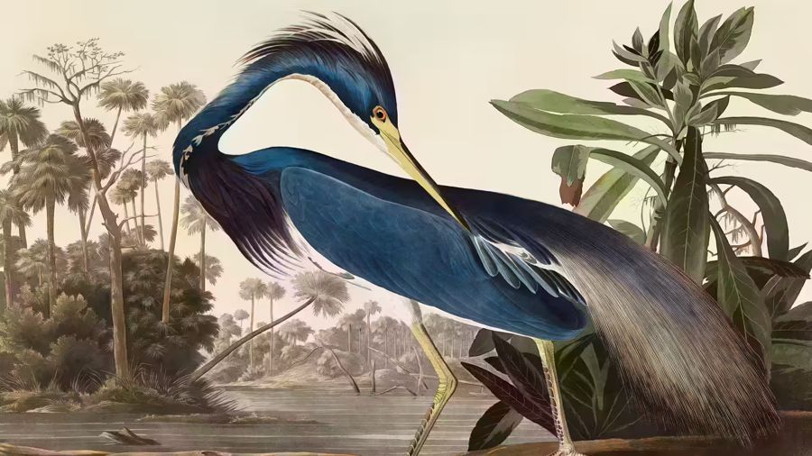 , Blue Heron Tropical Bird Wildlife
