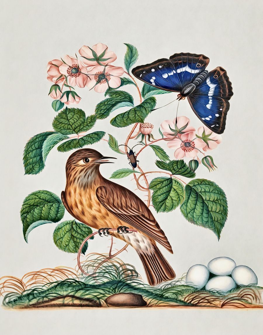 , Botanical Butterfly Botanical Flowers