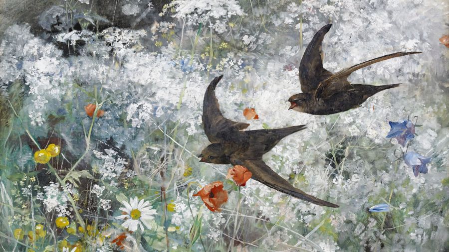Common Swifts