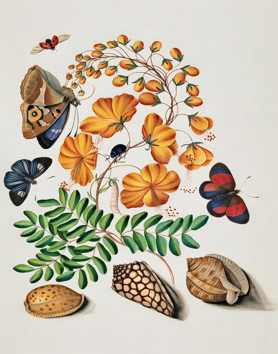 Butterfly Botanical Flowers