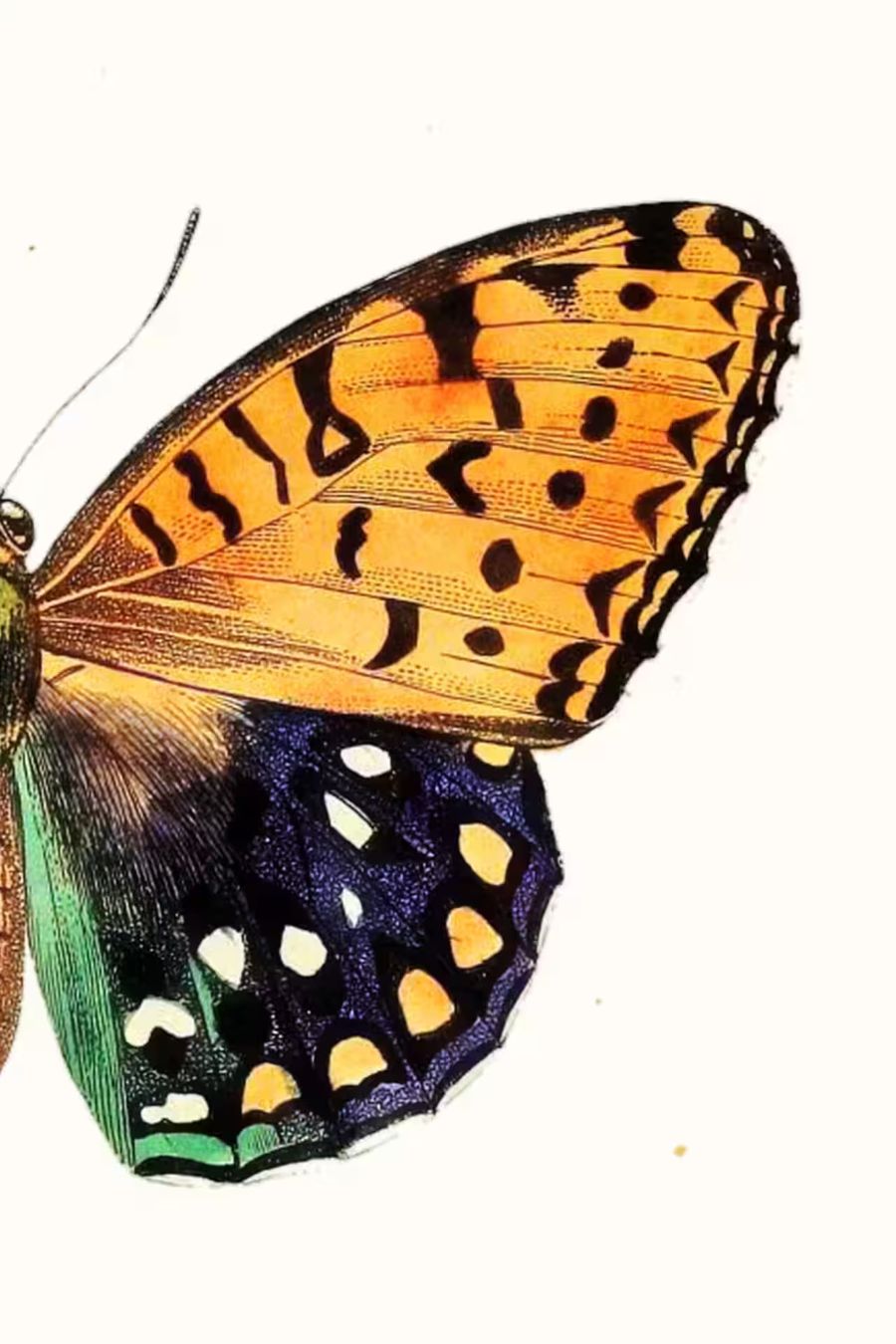 , Butterfly Insect Nature