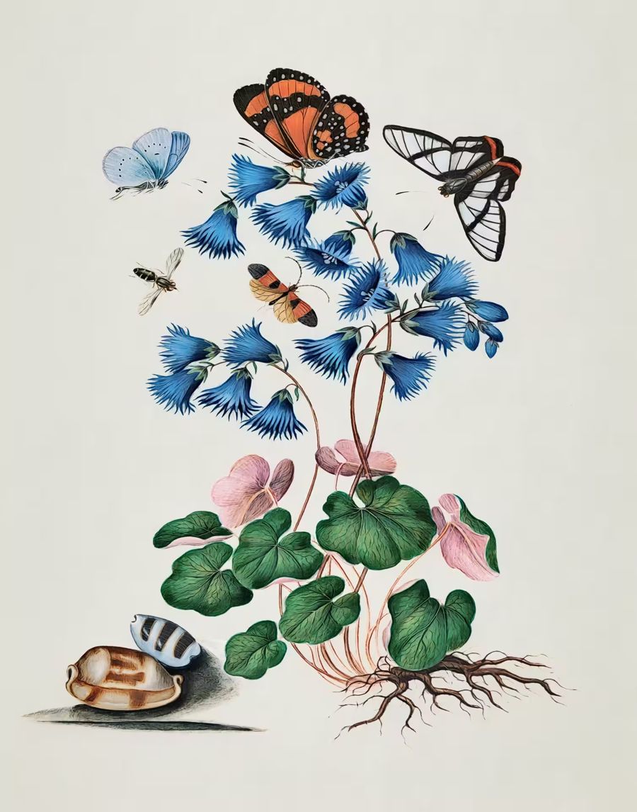 , Butterfly Flowers Shells Butterfly
