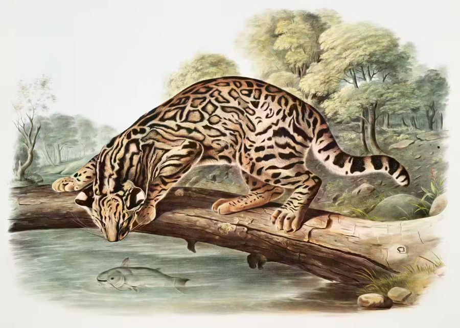 , Cat Animal Ocelot Nature
