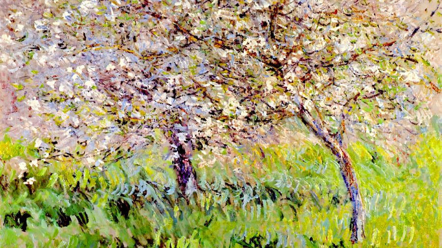 Apple Trees In Bloom At Giverny