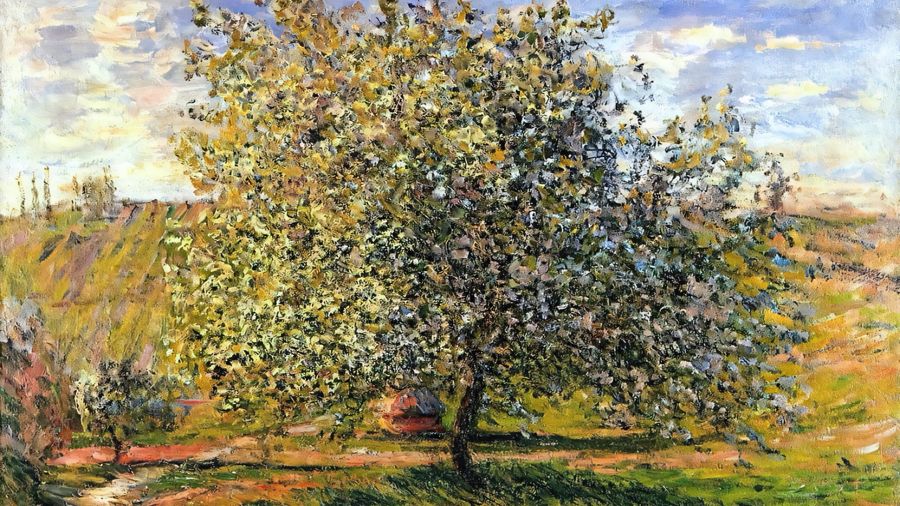 Apple Trees In Bloom Near Vetheuil