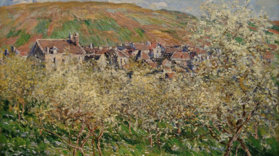Plum Trees In Blossom