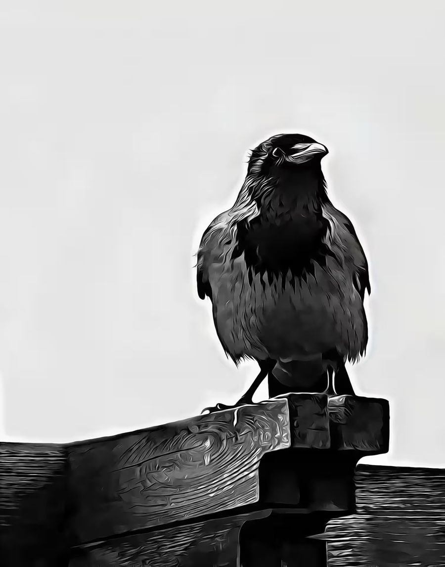 EcoArtLab Originals, Crow Raven Decor Black
