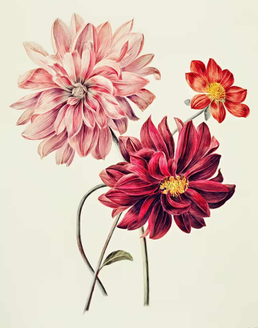 , Dahlia Pink Red Dahlias Floral