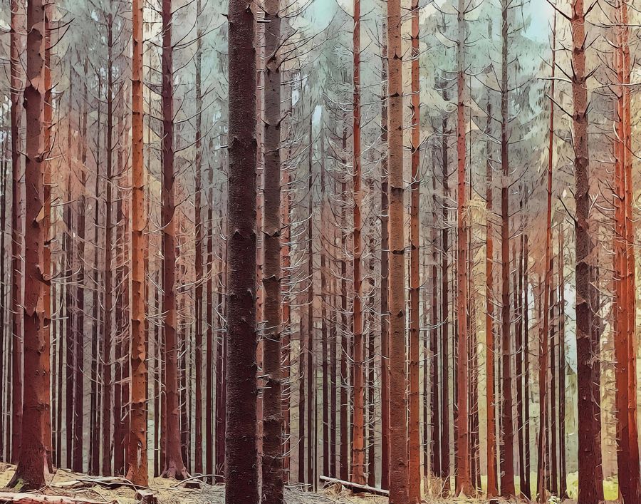 , Dense Forest Trees Landscape Nature