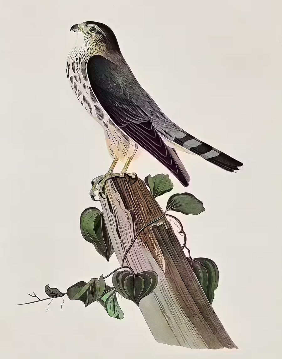 , Falcon Perched Branch Bird Merlin