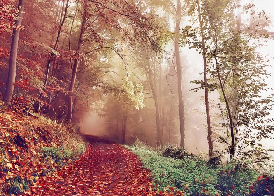 , Fall Landscape Foggy Forest Trail